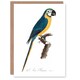 image 1 of Francois Levaillant Art Card Blue and Yellow Macaw Parrot
