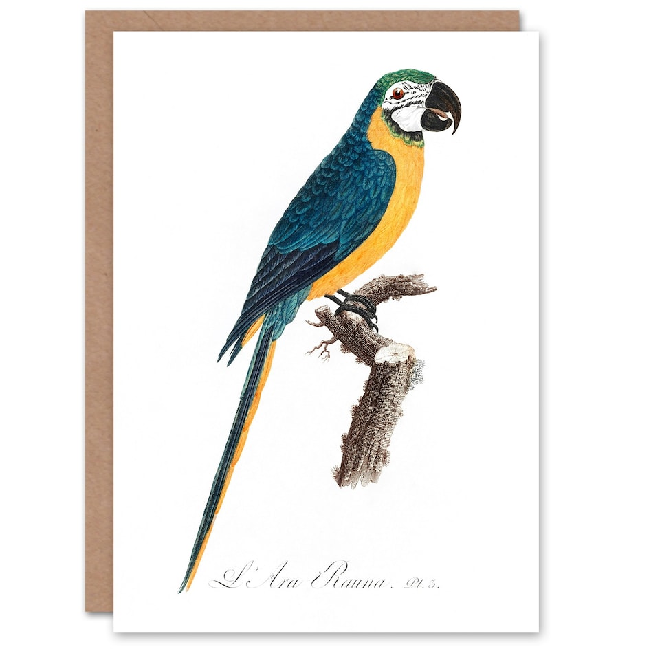 image 1 of Francois Levaillant Art Card Blue and Yellow Macaw Parrot