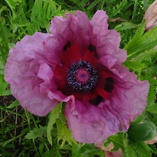 Marshalls Garden Papaver 'Patty's Plum' | Purple | Deep red-purple | 3 x 9cm Plant | 1