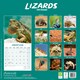 image 2 of Lizards 2026 Calendar | Square Wall Calendar | Reptile Gift | Plastic Free Packaging | by Avonside Publishing