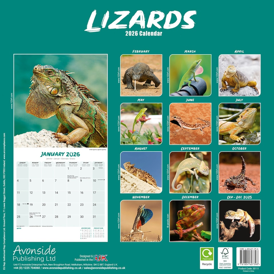 image 1 of Lizards 2026 Calendar | Square Wall Calendar | Reptile Gift | Plastic Free Packaging | by Avonside Publishing