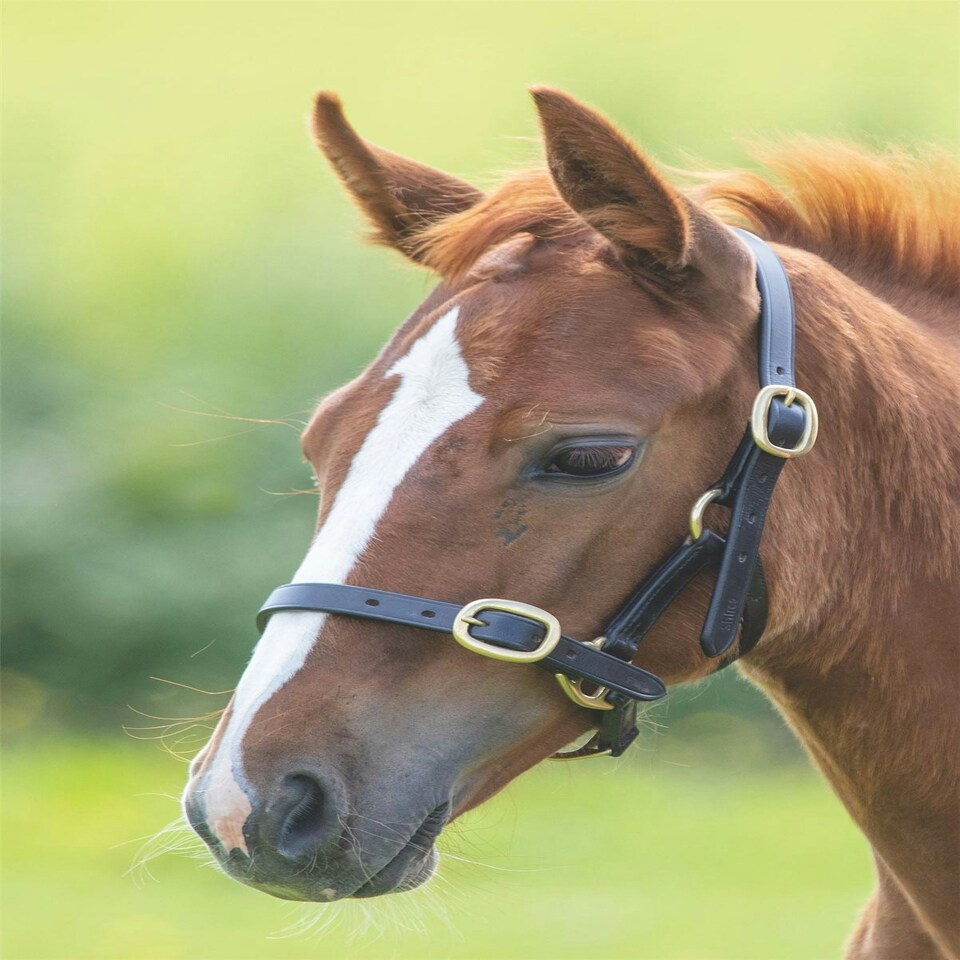 image 1 of Shires Blenheim Adjustable Leather Headcollar Brown | Size: Baby 0
Colour: H.Brown