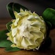 image 2 of Large Protea Artificial Plant - Plastic - L21 x W21 x H73 cm - White