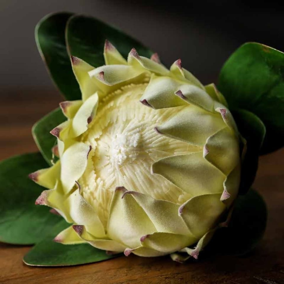 image 1 of Large Protea Artificial Plant - Plastic - L21 x W21 x H73 cm - White