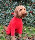 image 3 of Four Legged Dog Fleece - S / Coral | Red | S