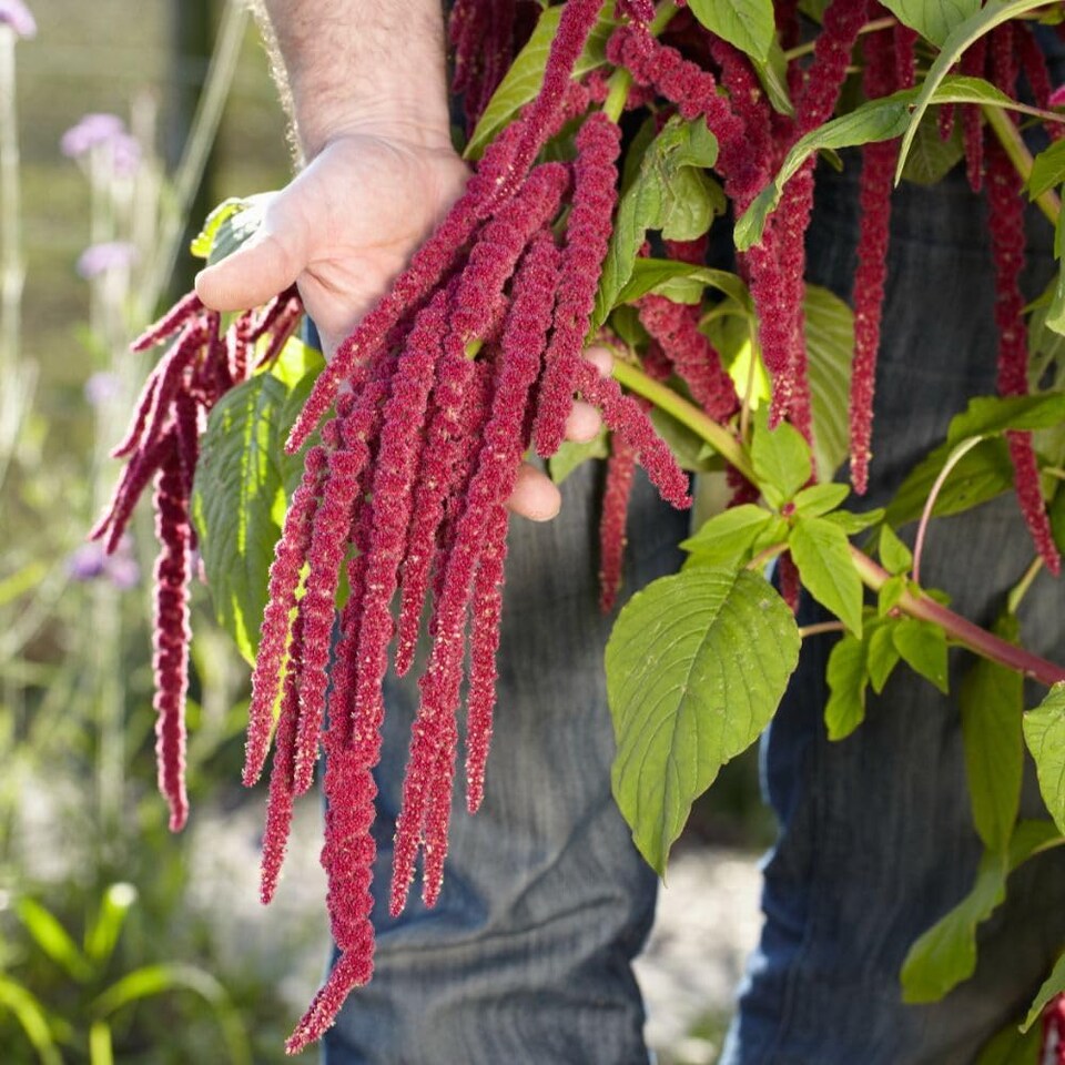 Amaranthus caudatus 1 Seed Packet