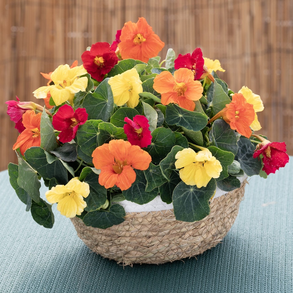 image 1 of Nasturtium Baby Fiesta Mix | Multi | Red, Orange, Yellow | 30 Seeds | 1