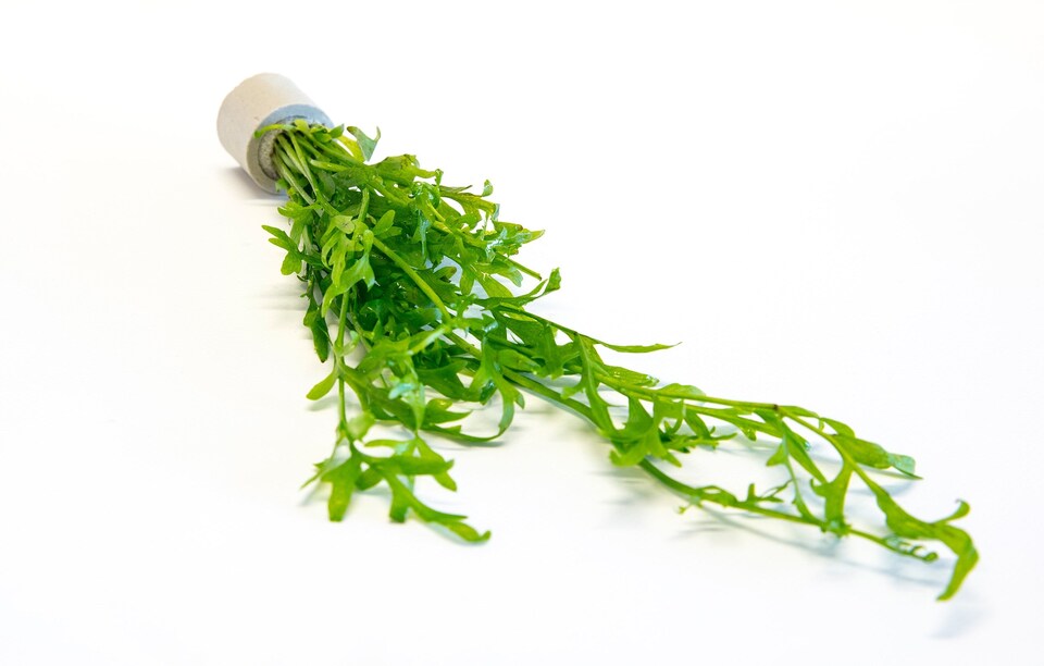 image 1 of Water Sprite (Ceratopteris thalictroides) - Live Aquarium Plant for Background Planting, Low Light - Fish Tank Plant