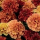 image 2 of Marigold (French) Strawberry Blonde | Multi | Russet Pink | Flower Seeds | 1