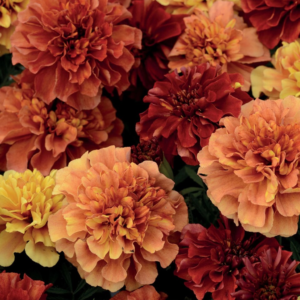 image 1 of Marigold (French) Strawberry Blonde | Multi | Russet Pink | Flower Seeds | 1