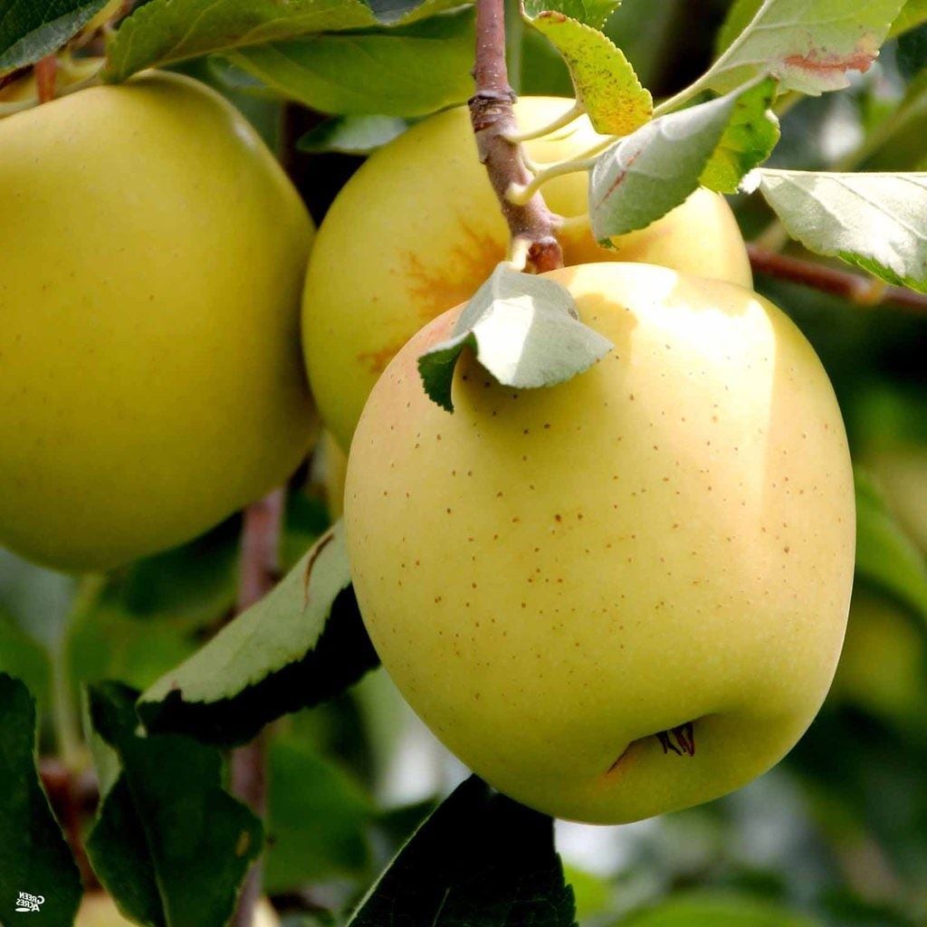 Direct Plants Dwarf Patio Golden Delicious Apple Fruit Tree 3-4ft Supplied in a 5 Litre Pot in Green