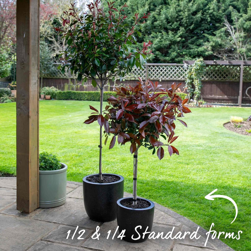 image 1 of Photinia 'Red Robin' 3 x 9cm potted shrub - evergreen with bright red spring foliage