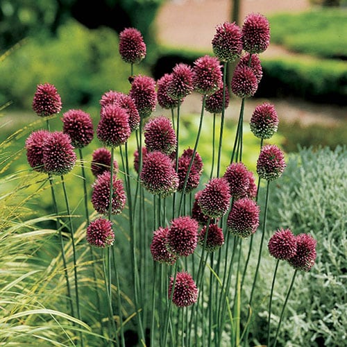 YouGarden Allium 'Drumsticks', Pack of 100 Bulbs, Ready For Autumn Planting and Spring to Summer Flowering, Purple Flowers for Pot