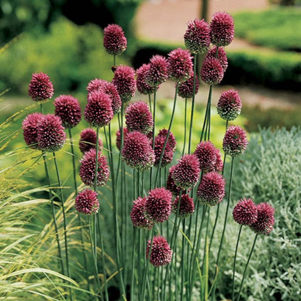 image 1 of YouGarden Allium 'Drumsticks', Pack of 100 Bulbs, Ready For Autumn Planting and Spring to Summer Flowering, Purple Flowers for Pot
