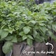 image 10 of Marshalls Garden Seed Potato Christmas Harvest Collection 3 x 1kg. | Multi | 1 x 3kg Tubers