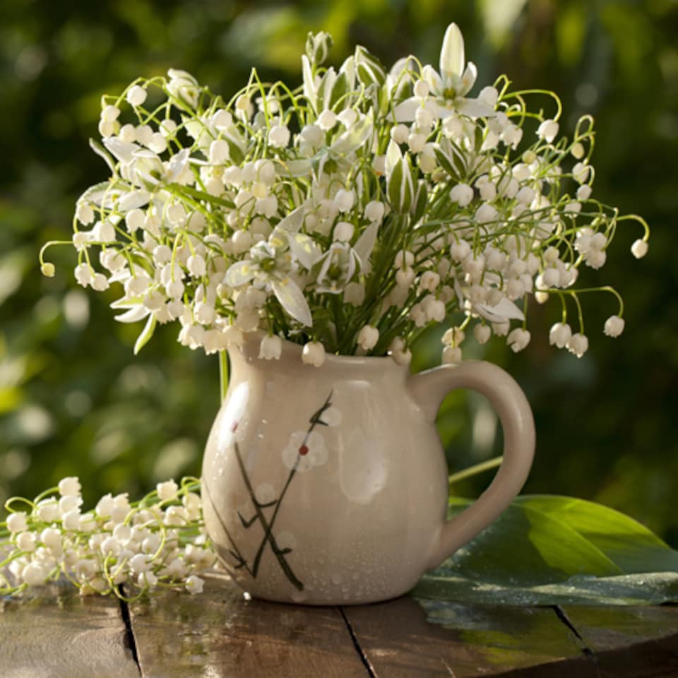 image 1 of YouGarden Lily of the Valley Perennial Plants, Set of Three Established Plants in 9cm Pots, Favourite Plant of Queen Elizabeth