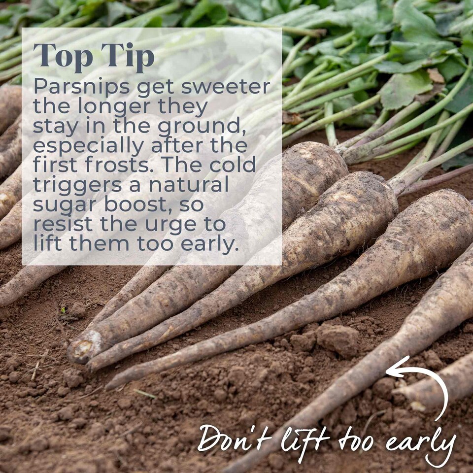 image 1 of Marshalls Garden Parsnip Seeds Gladiator F1 600 seeds
