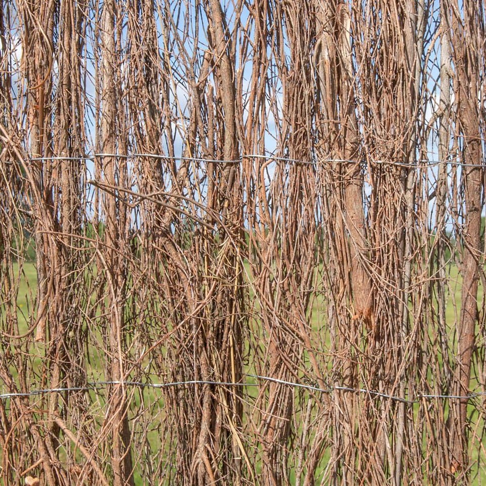 image 1 of Papillon Brushwood Heather Thatch Natural Garden Screening Roll 3m x 1.8m | Brown | Brown