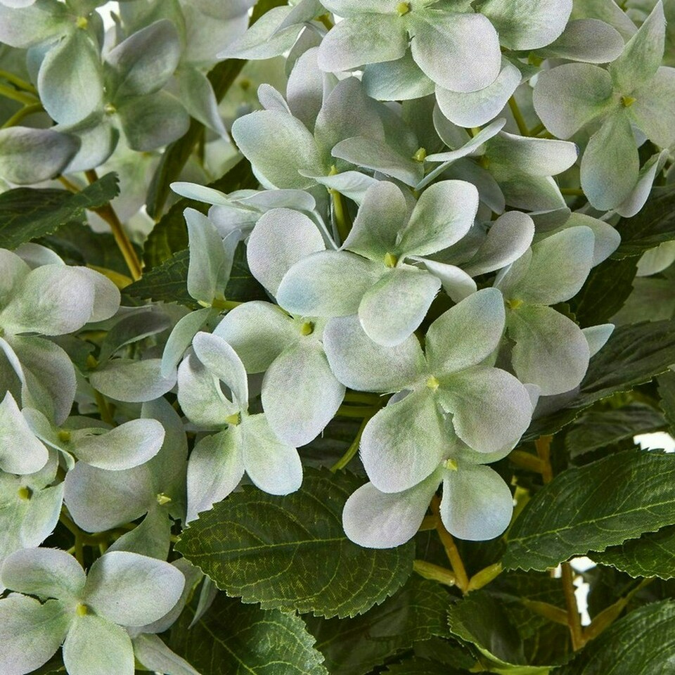 image 1 of Medium Hydrangea Plant in Pot - Plastic - L51 x W51 x H58 cm - Green