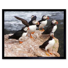 Animal North Atlantic Puffins Photo Home Decor 12x16" Framed Wall Art Print