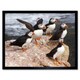 image 1 of Animal North Atlantic Puffins Photo Home Decor 12x16" Framed Wall Art Print