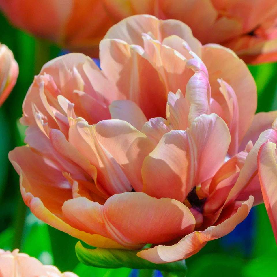 image 1 of Marshalls Garden Tulip Bulbs Copper Image (Double Copper-Pink) - 10 Bulbs