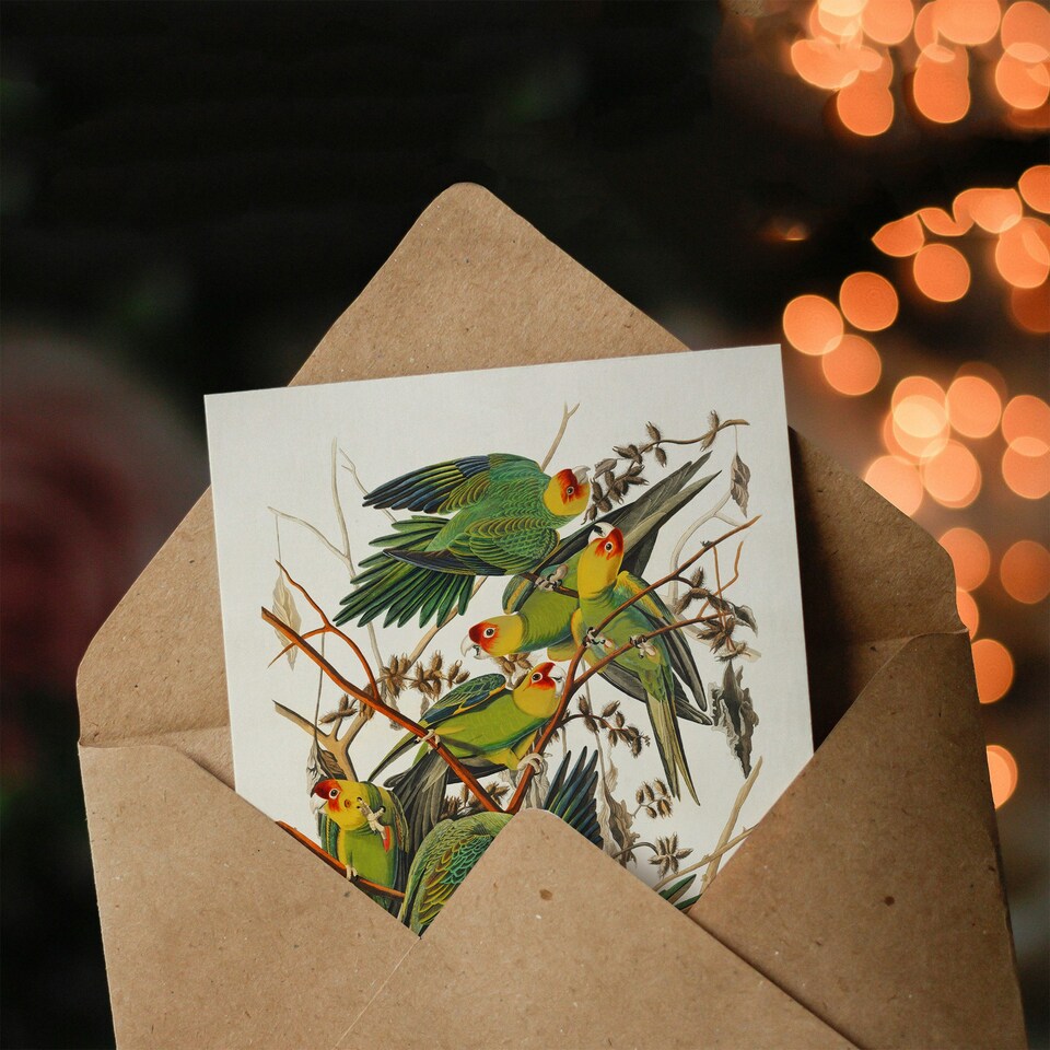 image 1 of John James Audubon Art Card Carolina Parakeet Parrot