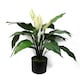 image 1 of Artificial Peace Lily White Spathiphyllum
