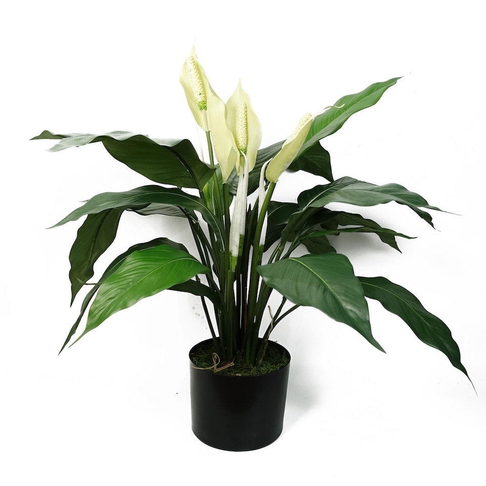 image 1 of Artificial Peace Lily White Spathiphyllum