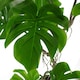 image 5 of Artificial Monstera Plant Twisted Cheese Plant 70cm Leaf Design UK Realistic Botanik