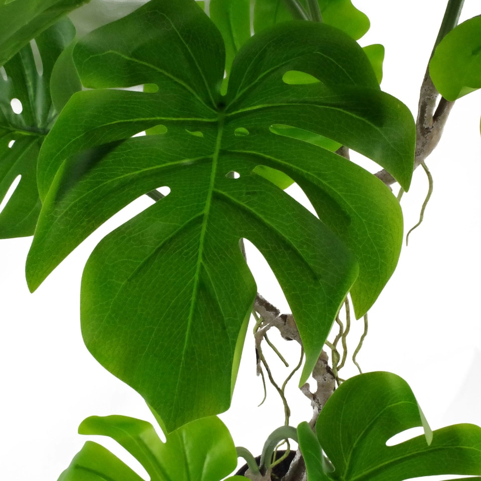 image 1 of Artificial Monstera Plant Twisted Cheese Plant 70cm Leaf Design UK Realistic Botanik
