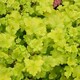 image 3 of Carbeth Plants Heuchera Lime Marmalade Plant in 3L Pot - Evergreen Perennial with Colourful Foliage