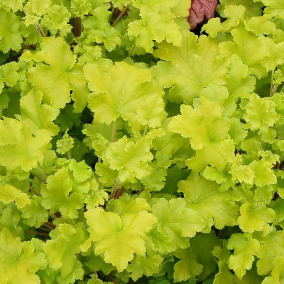 image 1 of Carbeth Plants Heuchera Lime Marmalade Plant in 3L Pot - Evergreen Perennial with Colourful Foliage