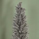 image 3 of 7ft (2.1m) Grey Pencil Pine Artificial Christmas Tree with 401 Tips
