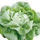 image 2 of Lettuce (Butterhead) Sylvesta (Organic) | Multi | Green, White, Yellow
