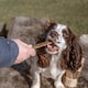 image 3 of Pero Natural Dog Treats - Wild Boar Strips 1kg