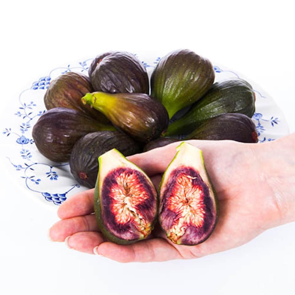 image 1 of Fig Tree 'Brown Turkey' in a 9cm pot - Hardy Fruit Plant for Gardens - Potted Garden Ready Fig Tree