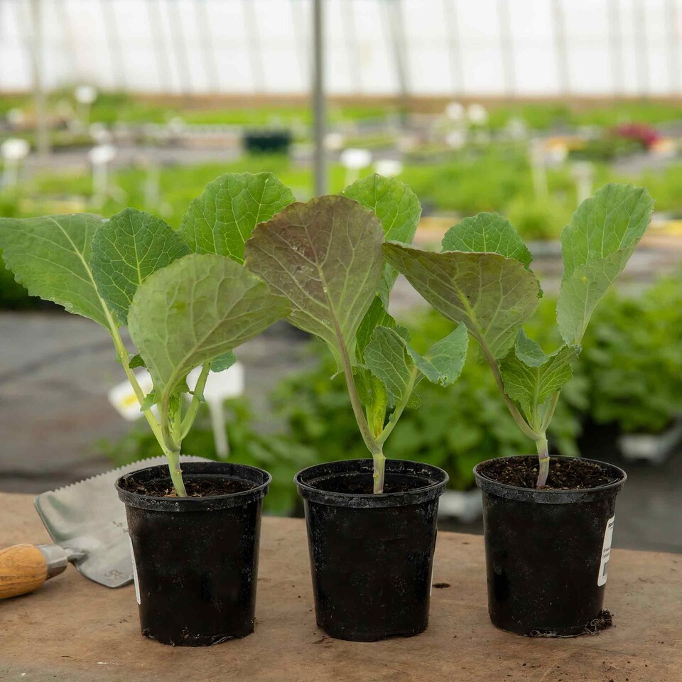image 1 of Marshalls Garden Spring Cabbage 'Durham Early' - 12 Garden-Ready Plants for Early Spring Greens and Firm Pointed Hearts