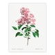 image 3 of Redoute Framed Wall Art Chinese Lilac Vintage Floral Illustration Home Décor