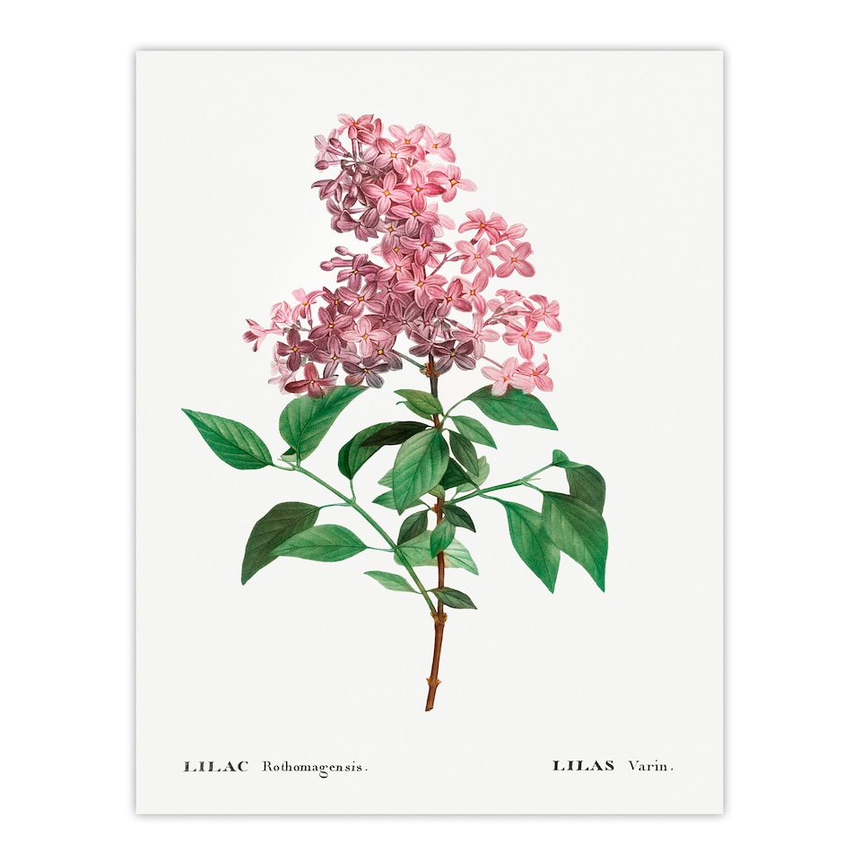 image 1 of Redoute Framed Wall Art Chinese Lilac Vintage Floral Illustration Home Décor