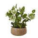 image 1 of Hellebore Plant in Pot - Plastic - L33 x W38 x H41 cm - Green/Taupe