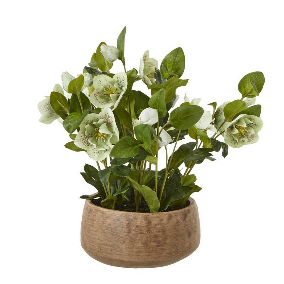 image 1 of Hellebore Plant in Pot - Plastic - L33 x W38 x H41 cm - Green/Taupe