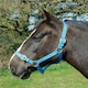 image 3 of Rhinegold Nylon Headcollar Blue | Size: Full
Colour: Royal Blue