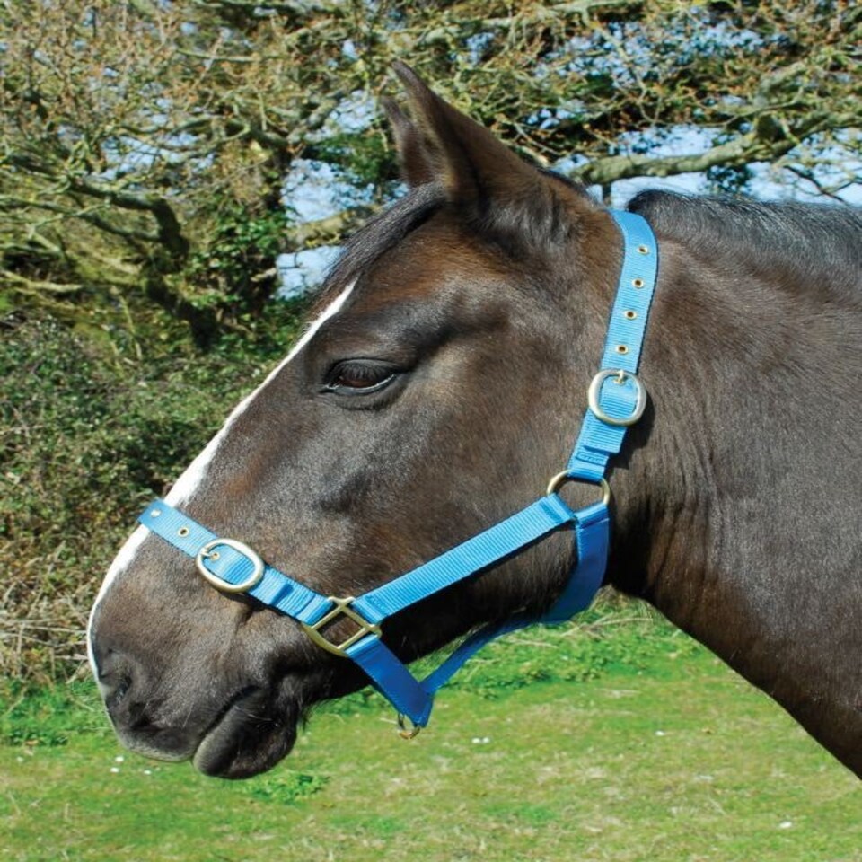 image 1 of Rhinegold Nylon Headcollar Blue | Size: Full
Colour: Royal Blue