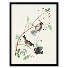 John James Audubon Framed Wall Art Print Canadian Titmouse Bird Home Décor