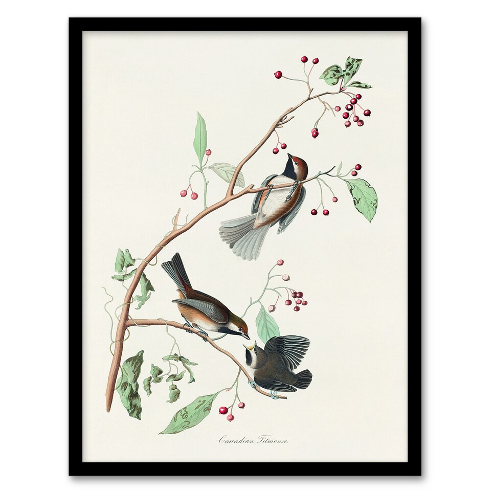 image 1 of John James Audubon Framed Wall Art Print Canadian Titmouse Bird Home Décor