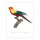 image 3 of Francois Levaillant Framed Wall Art Print The Sun Parakeet Parrot Home Décor