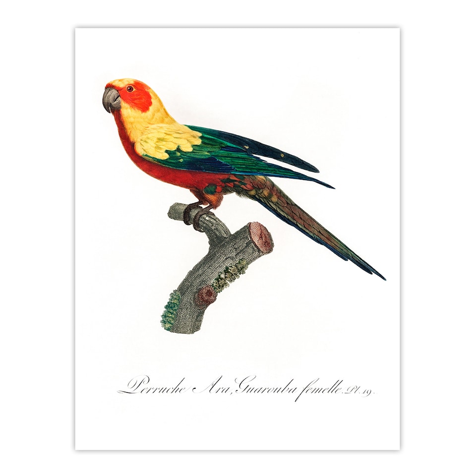 image 1 of Francois Levaillant Framed Wall Art Print The Sun Parakeet Parrot Home Décor