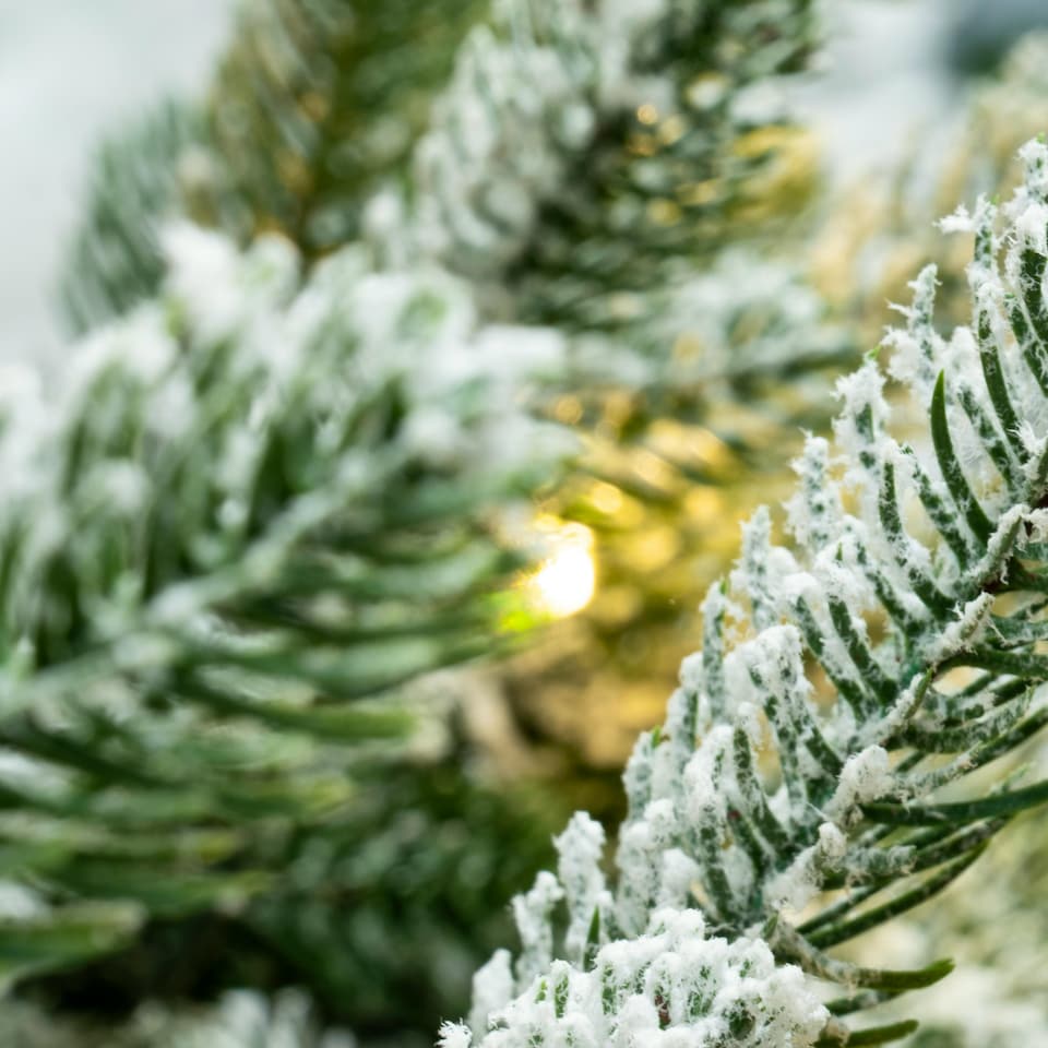 image 1 of Christmas Tree World  10ft/300cm Pre-lit Frosted Ultra Mountain Pine