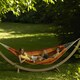 image 4 of Barbados Papaya Hammock